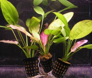 Echinodorus Compacta- planta para acuarios