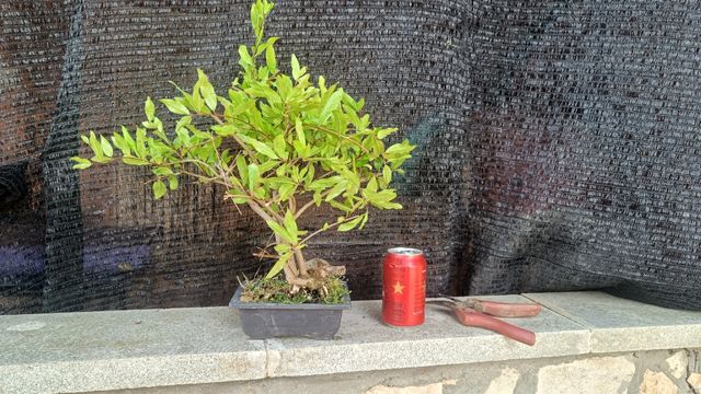 PREBONSAI PÚNICA GRANATUM