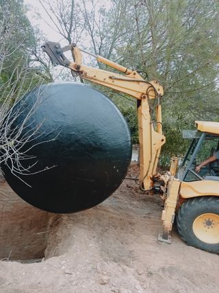 Venta de olivos hornamental