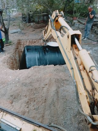 Venta de olivos hornamental