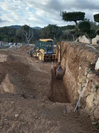 Venta de olivos hornamental