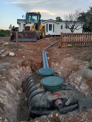 Venta de olivos hornamental