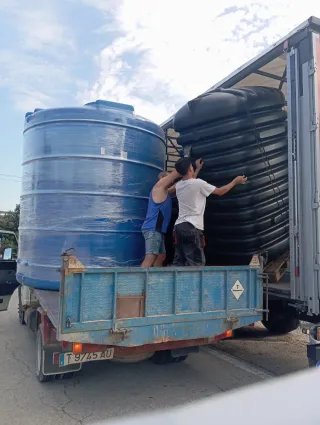 Venta de olivos hornamental