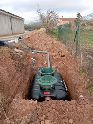 Venta de olivos hornamental