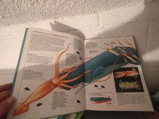 Colección de libros con dibujos