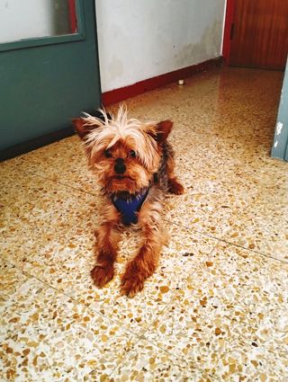 Paseo perros / cuidado de animales