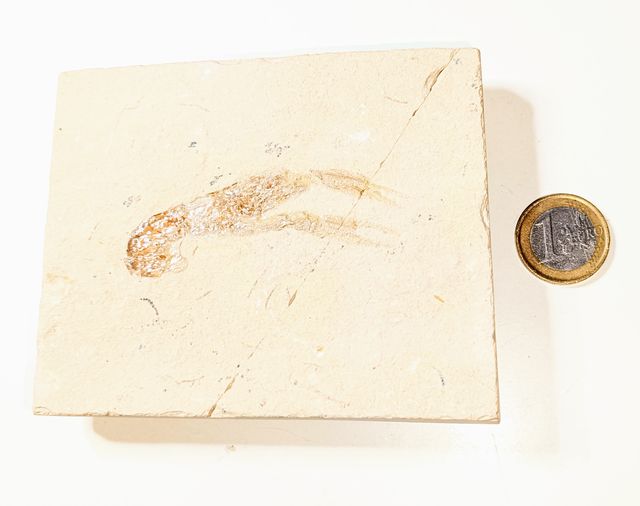 PLACA Homarus Lobster, cigala fósil. Líbano