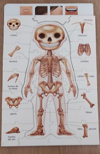 Puzzle del cuerpo humano de Educa