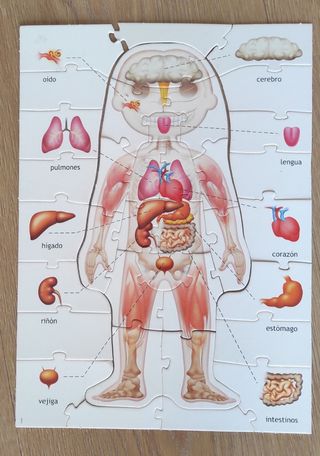 Puzzle del cuerpo humano de Educa