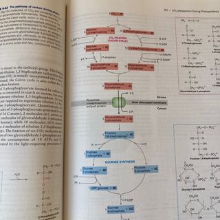 Molecular Cell Biology