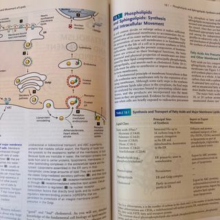 Molecular Cell Biology