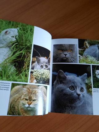 Libro gatti 1000 fotografie a color e descrizioni