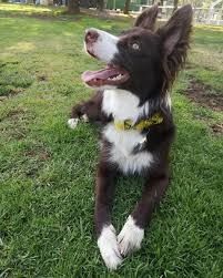 Adiestrador canino