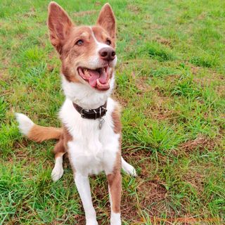 Adiestrador canino