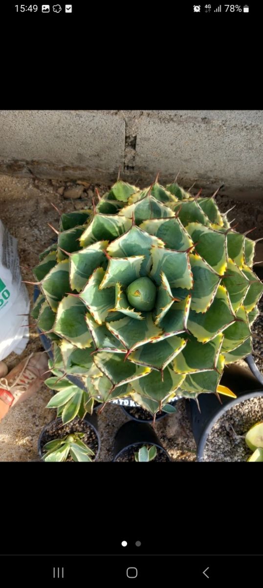 Patate all'agave-kichiokan