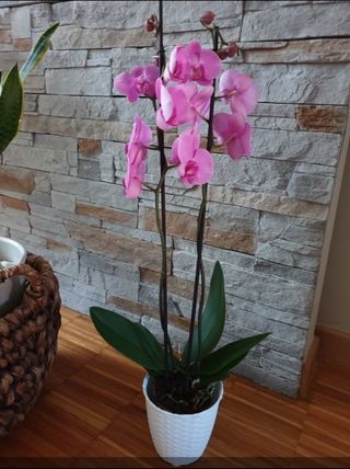 Pietra runner angolare marca Rastone.