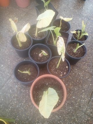 varias macetas orejas del elefante