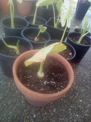 varias macetas orejas del elefante