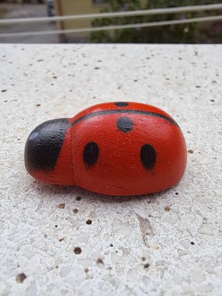 Coccinella portafortuna