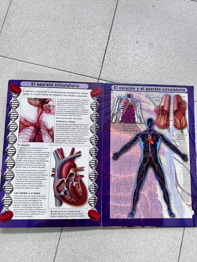 Puzzle cuerpo humano