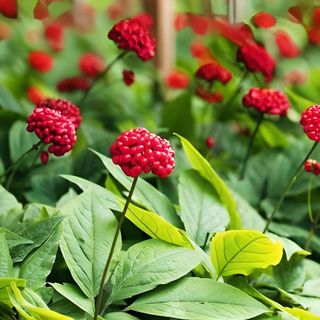 Semillas de Ginseng Coreano - Panax Ginseng