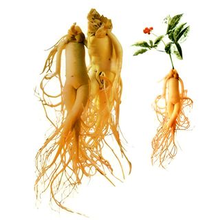 Semillas de Ginseng Coreano - Panax Ginseng