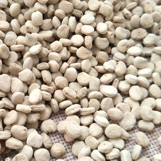 Semillas de Ginseng Coreano - Panax Ginseng