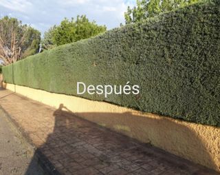 Jardinero particular