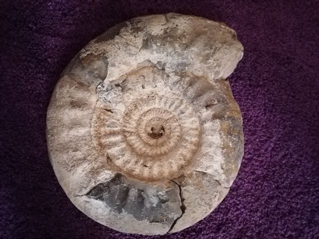 fósiles con formas de caracolas de mar