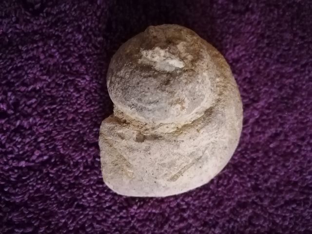 fósiles con formas de caracolas de mar