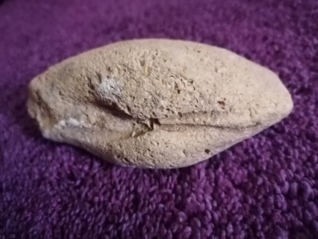 fósiles con formas de caracolas de mar