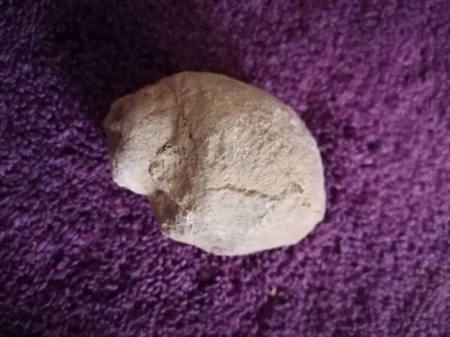 fósiles con formas de caracolas de mar