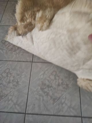 Tappeto