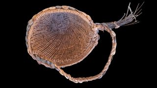 SOMBRERO/GORRO TRIBU LEGA. R.D. CONGO.