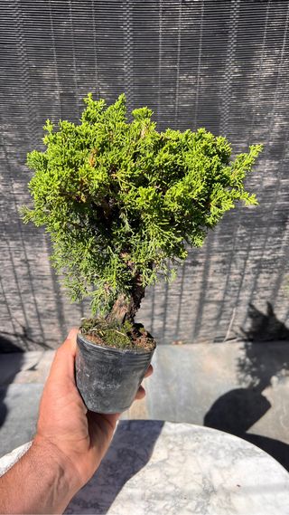 PRE BONSAI ITOIGAWA JUNIPERO