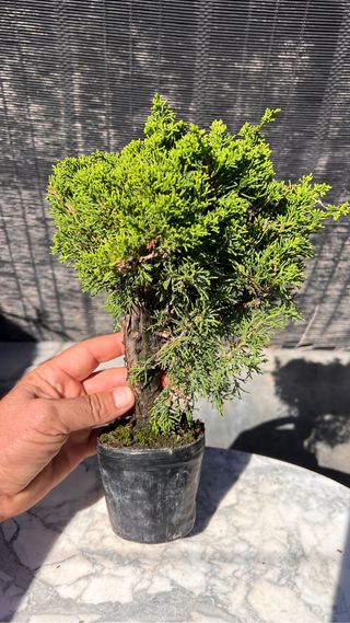 PRE BONSAI ITOIGAWA JUNIPERO