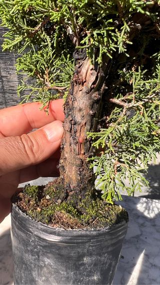 PRE BONSAI ITOIGAWA JUNIPERO