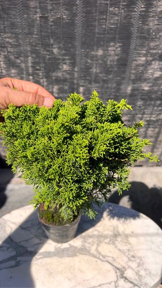 PRE BONSAI ITOIGAWA JUNIPERO