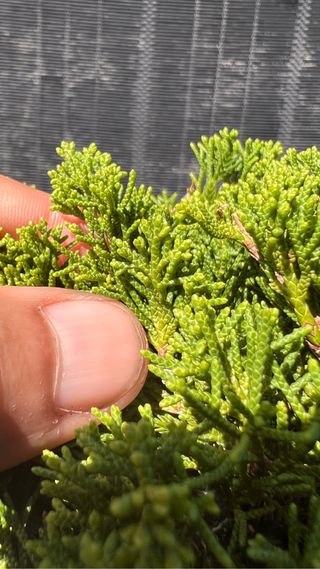 PRE BONSAI ITOIGAWA JUNIPERO