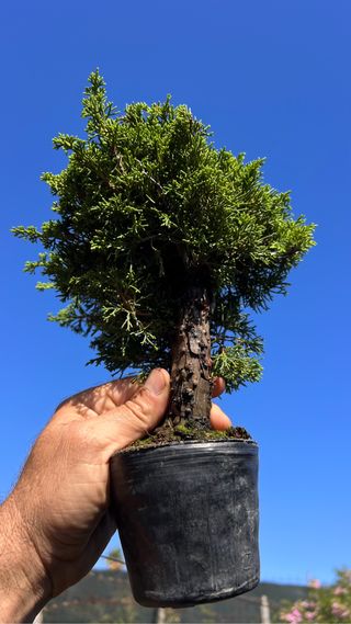 PRE BONSAI ITOIGAWA JUNIPERO