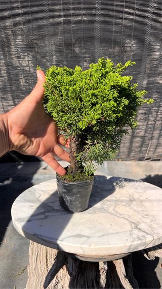 PRE BONSAI ITOIGAWA JUNIPERO