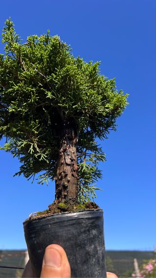 PRE BONSAI ITOIGAWA JUNIPERO