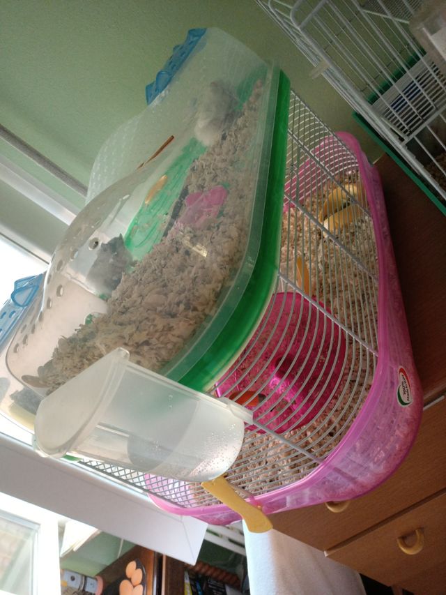 Gabbia di criceto con doppio piano