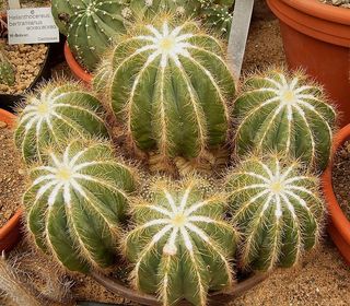 ERIOCACTUS MAGNIFICUS o Parodia Magnífica