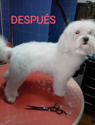 Peluquero canino . Badajoz y cercanías