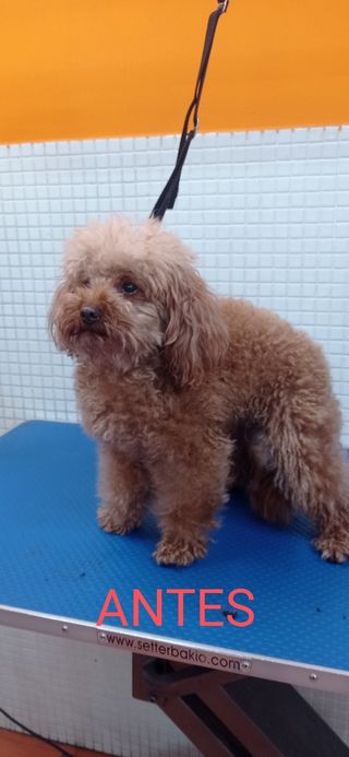 Peluquero canino . Badajoz y cercanías