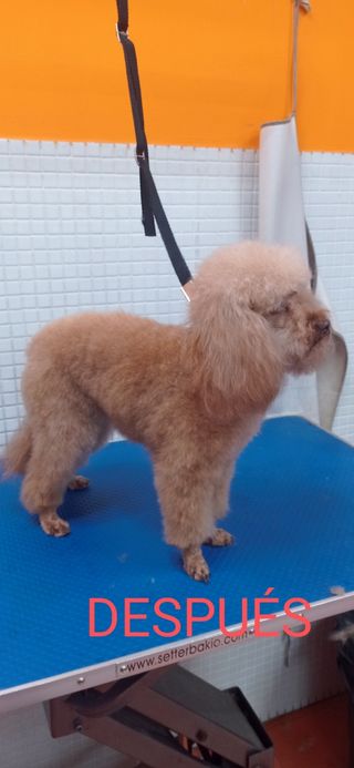 Peluquero canino . Badajoz y cercanías