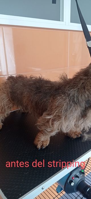 Peluquero canino . Badajoz y cercanías