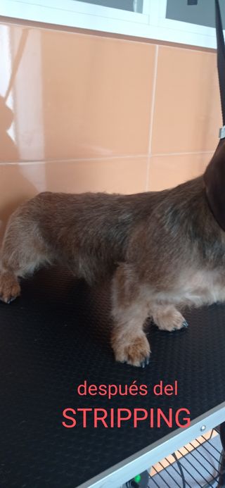Peluquero canino . Badajoz y cercanías