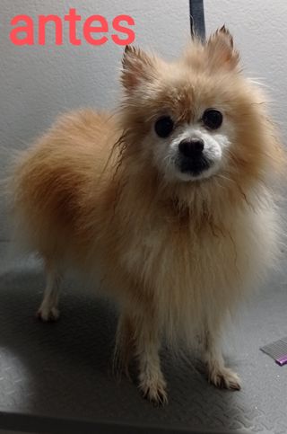 Peluquero canino . Badajoz y cercanías